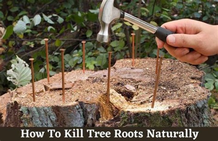 How do you kill a rubber tree