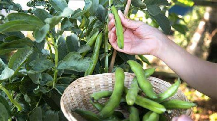 How do you know when to pick broad beans