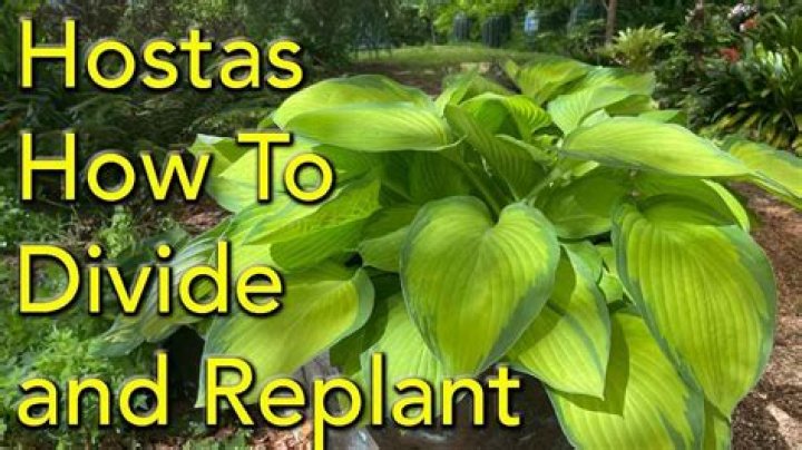 How do you place hostas
