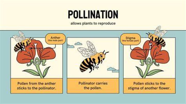 How do you pollinate a rose