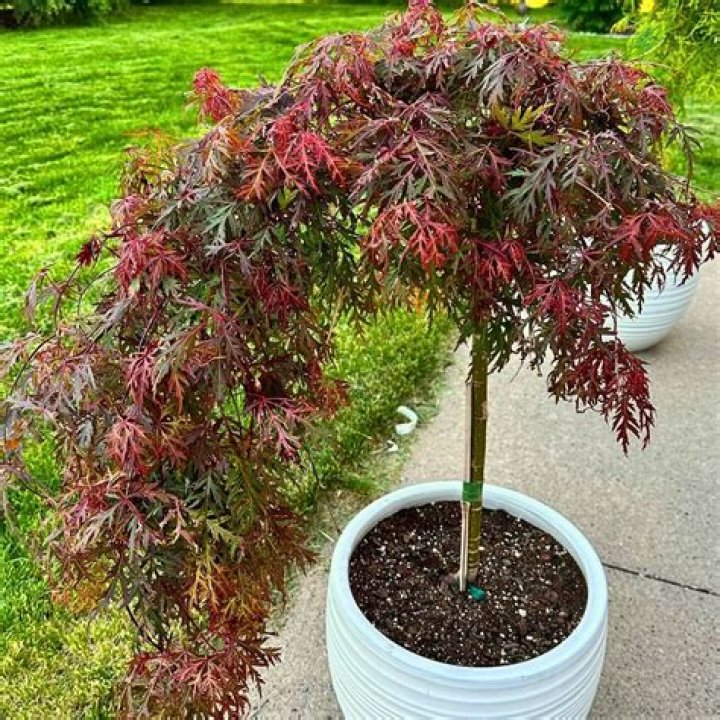How do you propagate a big leaf maple tree