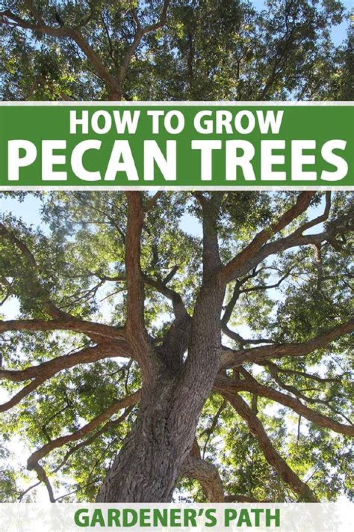 How do you propagate pecan trees