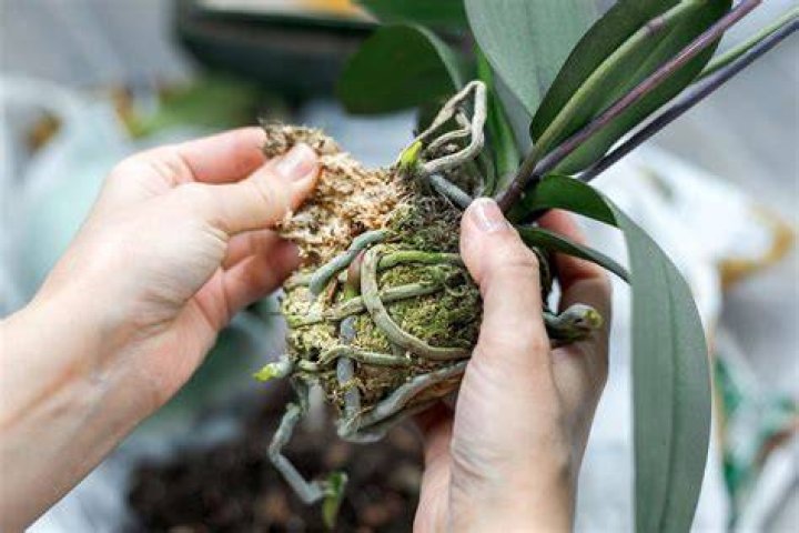 How do you propagate streptocarpus