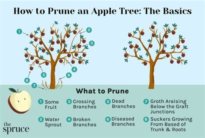 How do you prune a hinoki cypress tree