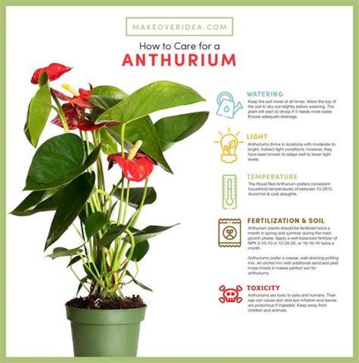 How do you save anthurium plants