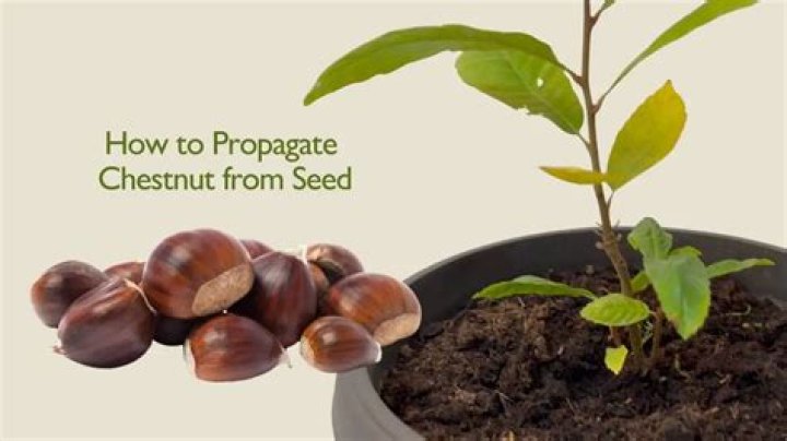 How do you start a chestnut tree from a chestnut