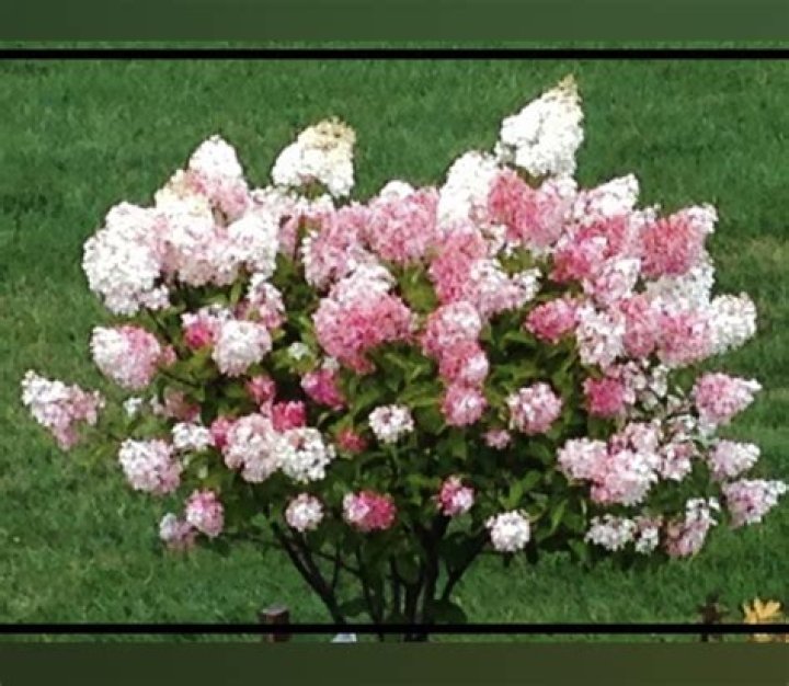 How do you take care of a strawberry vanilla hydrangea