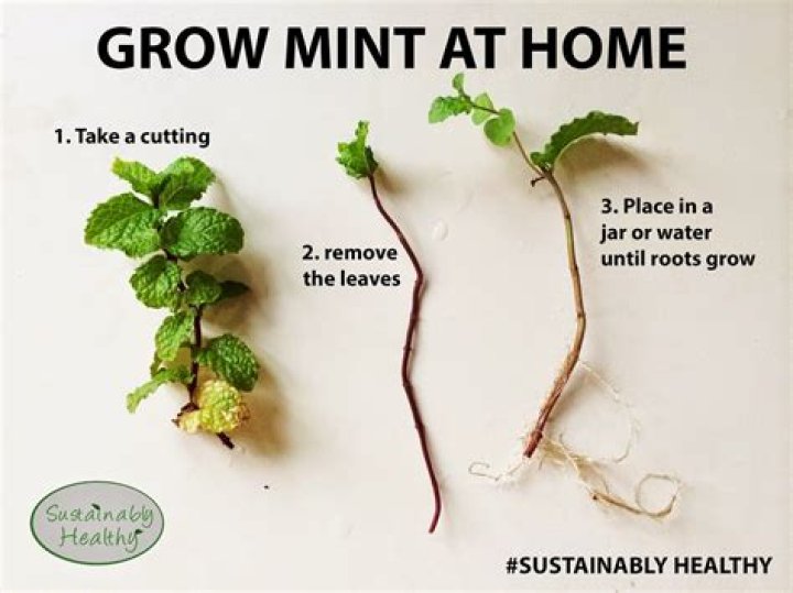 How do you trim mint so it keeps growing?