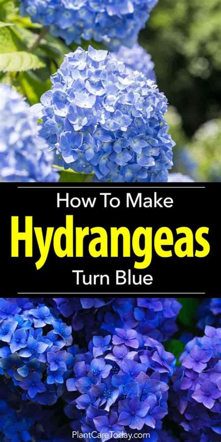 How do you turn green hydrangeas blue