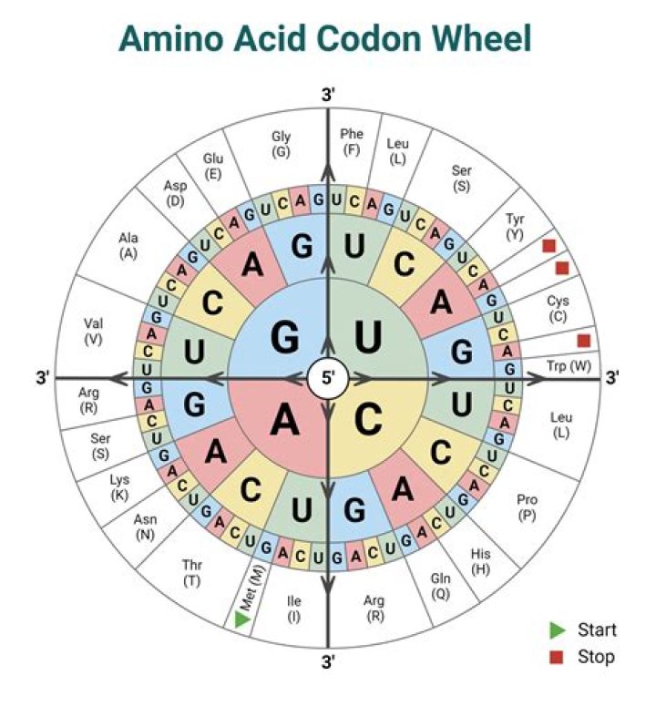 How does amino acid sequence determine protein shape