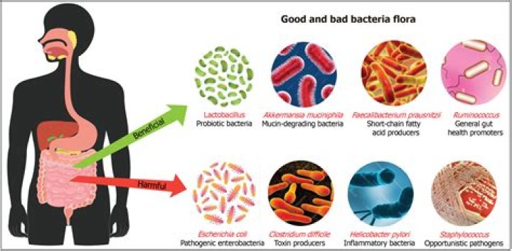 How does bacteria help produce cheese?