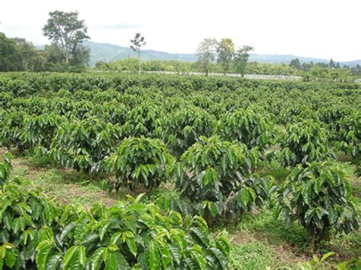 How does coffee plant look like