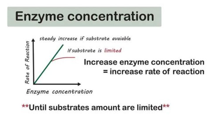 How does enzyme concentration affect enzymes