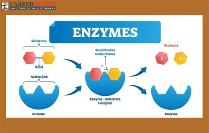 How does enzymes help make cheese?