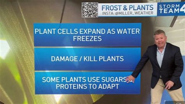 How does frost damage plants