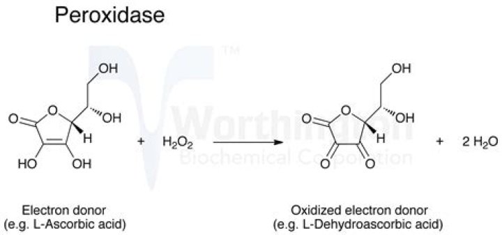 How does horseradish peroxidase work