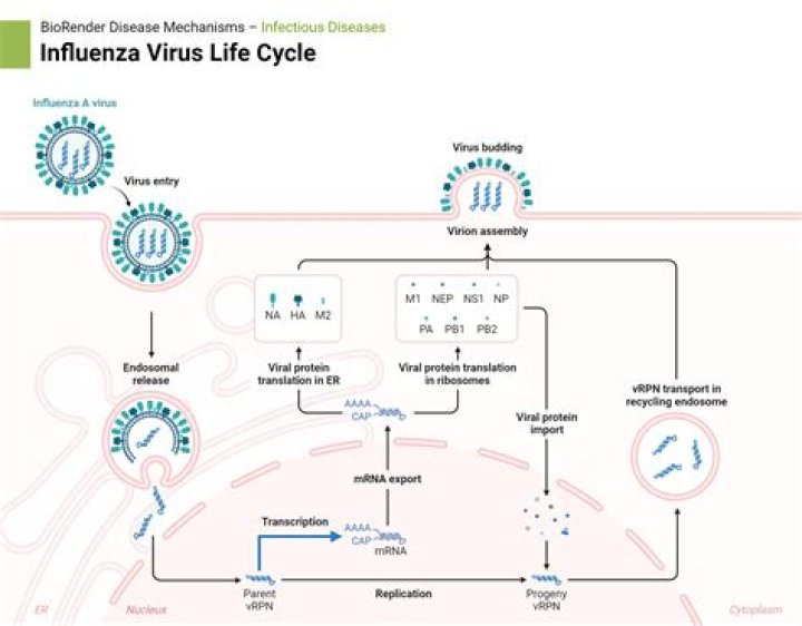 How does influenza exit the cell