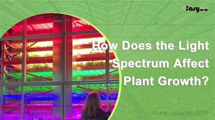 How does light exposure affect plant growth