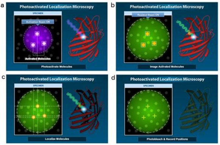 How does photoactivated localization microscopy work?
