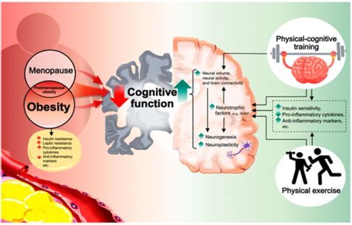 How does physical exercise affect memory?