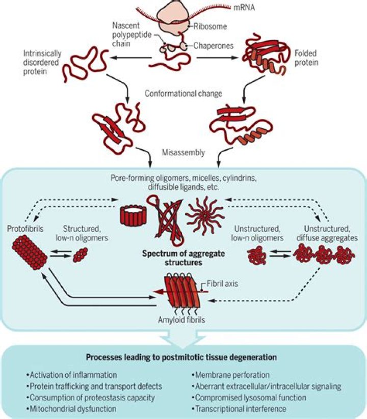 How does protein aggregation lead to disease