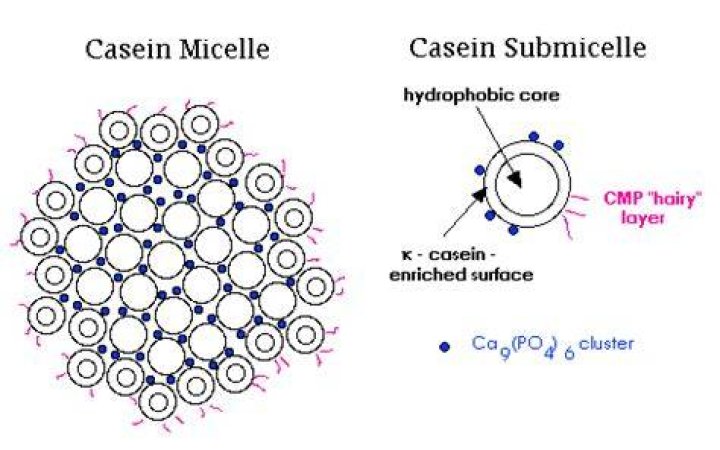 How does rennet coagulate the casein micelles?