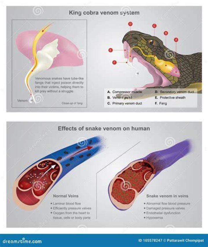 How does snake venom affect enzymes