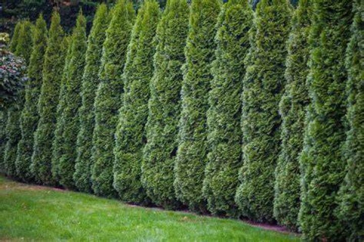 How far apart should cedar hedges be?