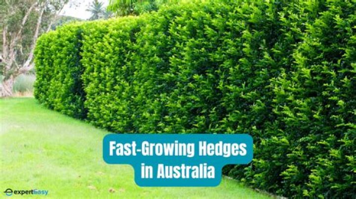 How fast does yew hedge grow
