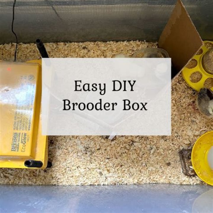 How high up should a brooder light be?