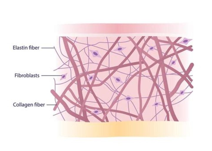 How is elastin formed
