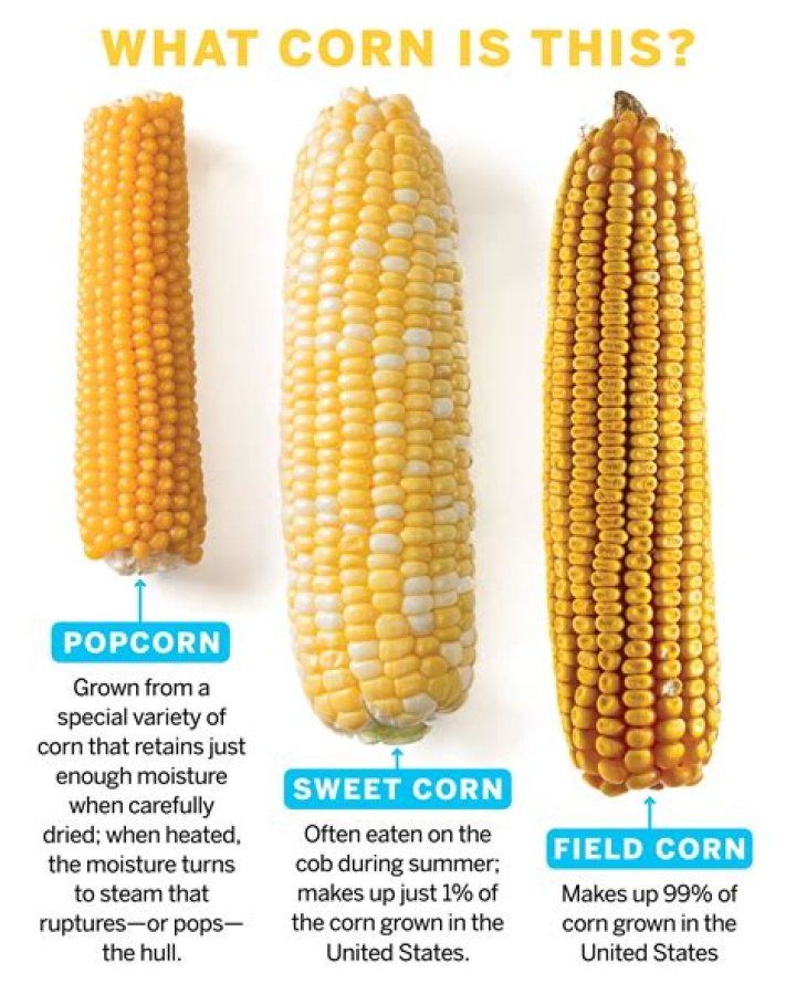 How is Indian corn different from sweet corn