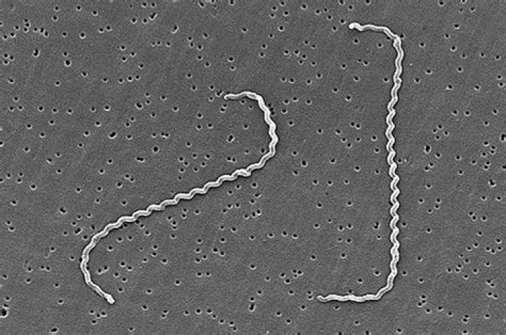 How is Leptospira interrogans named?
