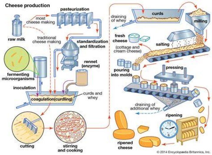How is milk processed to make cheese?