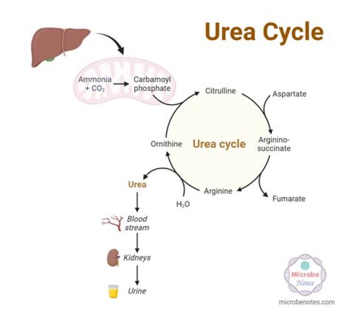 How is ornithine made