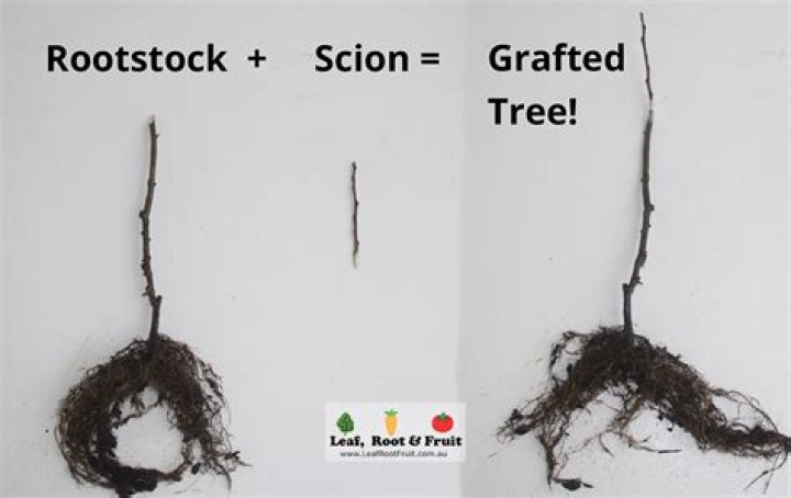 How is rootstock grown