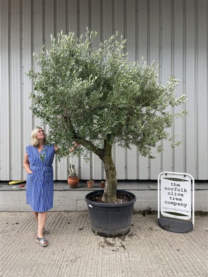 How long an olive tree can live