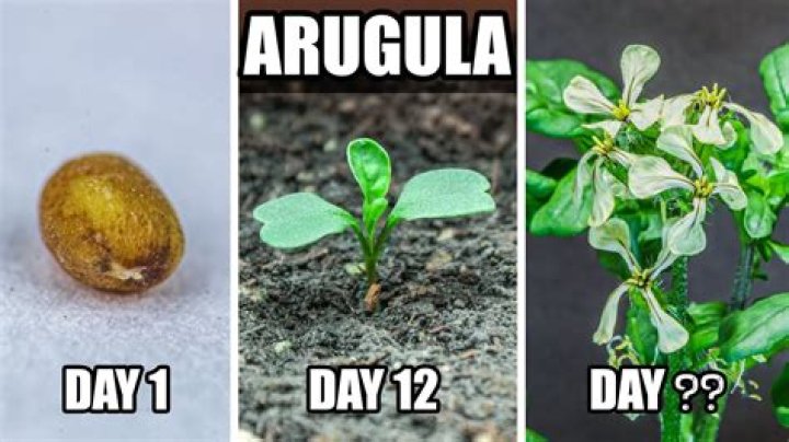 How long do arugula seeds last