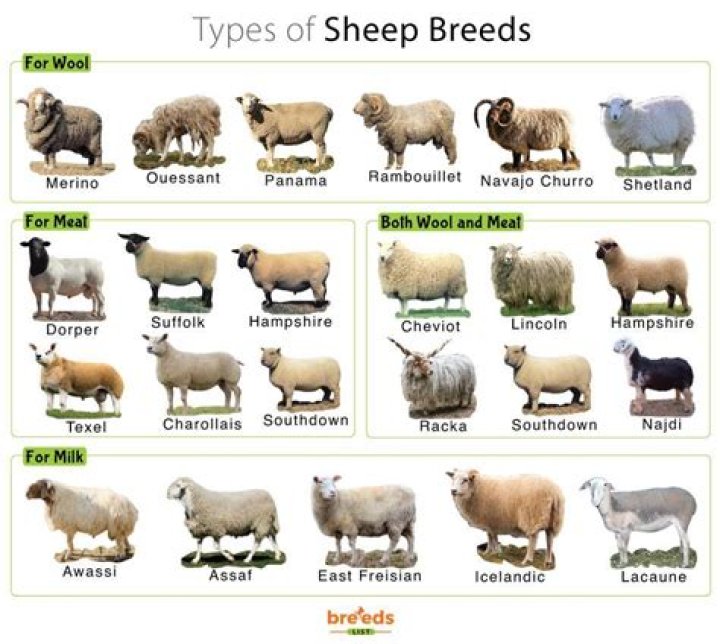 How long do Barbados sheep live?
