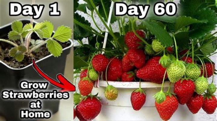 How long do chive plants last