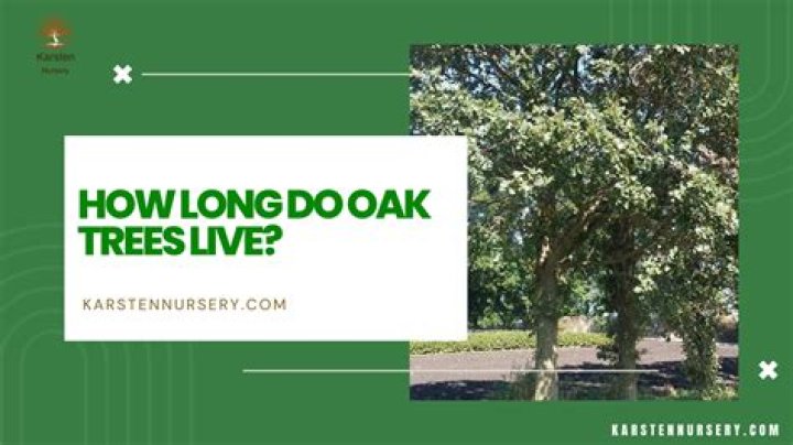 How long do silky oak trees live