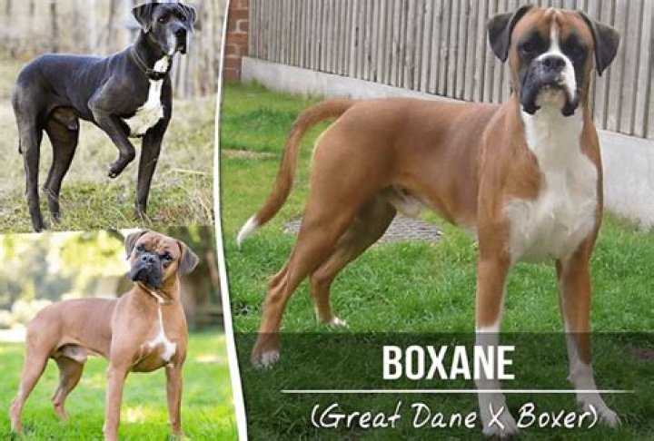 How long does a great dane boxer mix live?