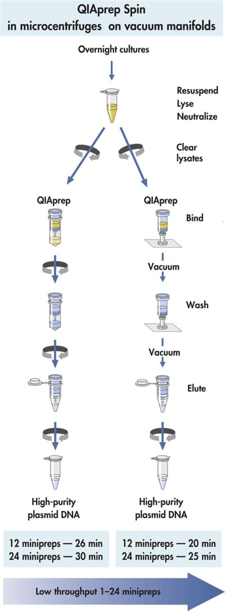 How long does a Qiagen miniprep take?