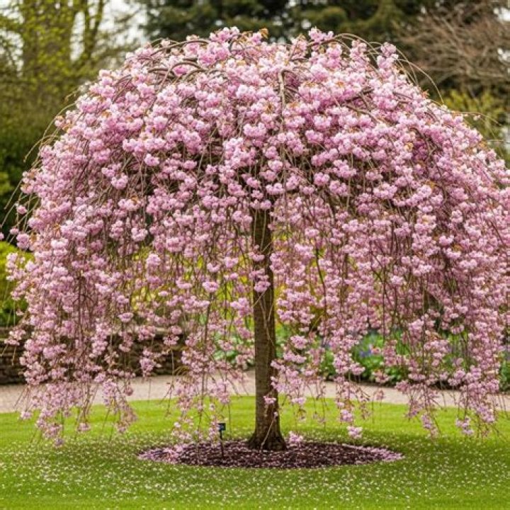 How long does a weeping cherry live