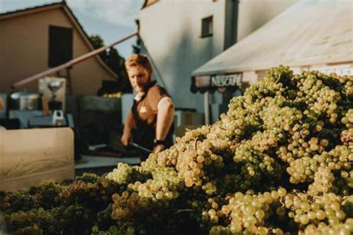 How long does grape harvest last