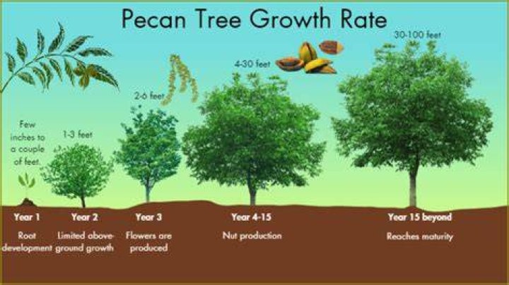 How long does it take a pecan tree to bear