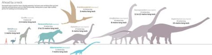 How long is a Diplodocus neck