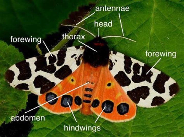 How many wings does a moth have