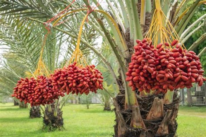 How much do palm trees usually cost?