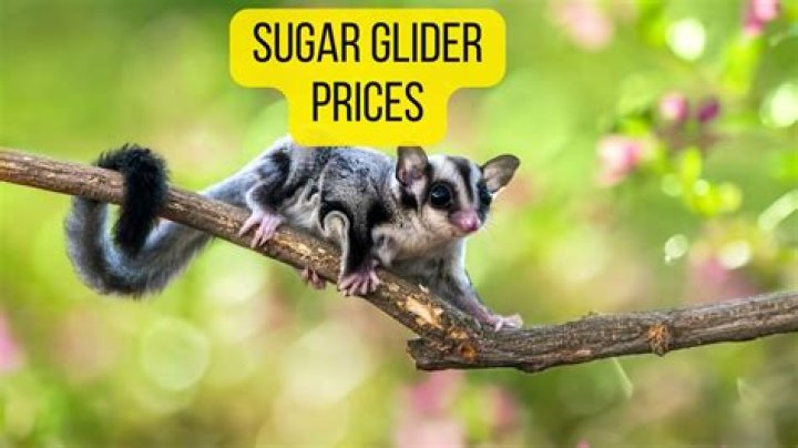 How much do sugar gliders cost?